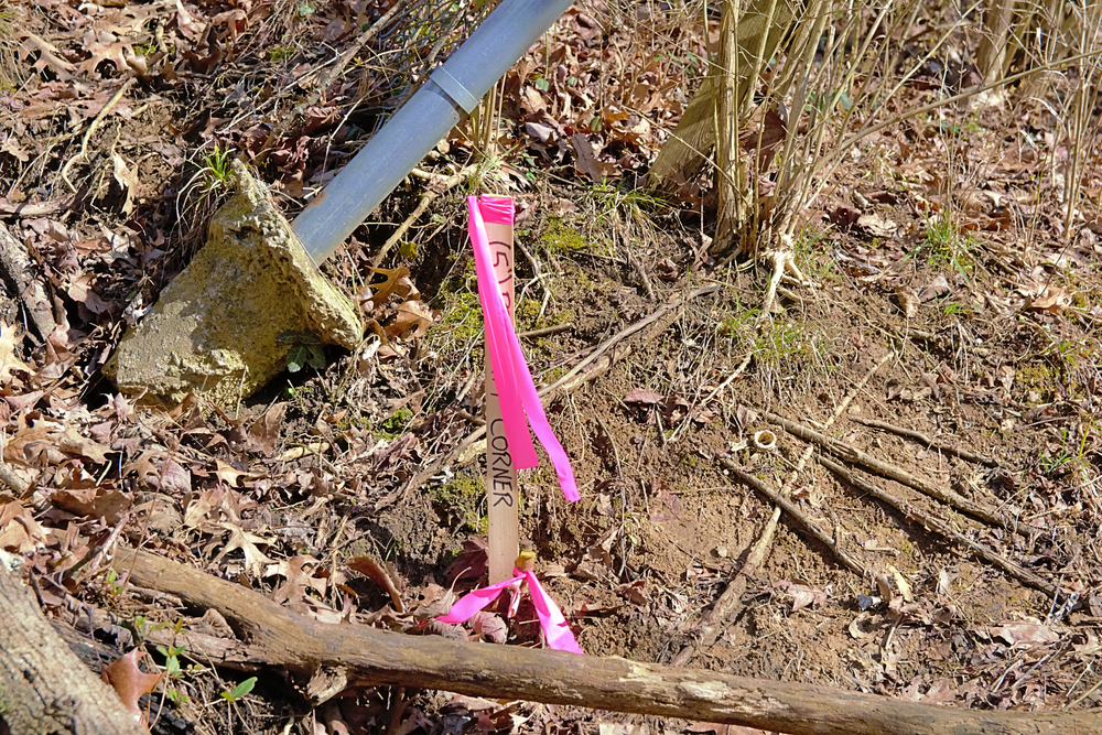 Property,line,markers,with,pink,ribbons,in,the,woods,for