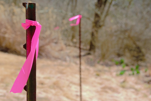 Property,line,markers,with,pink,ribbons,in,the,woods,for
